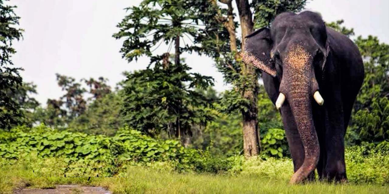 Kanyakumari Wildlife Sanctuary, Kanyakumari Tourist Attraction